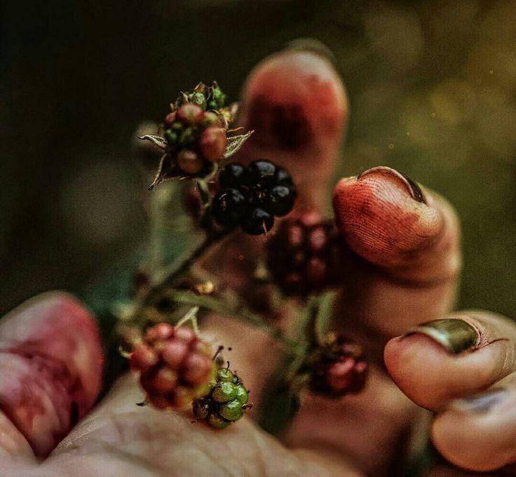 Hand-Picked Berry Medley: Nature's Velvet Bounty